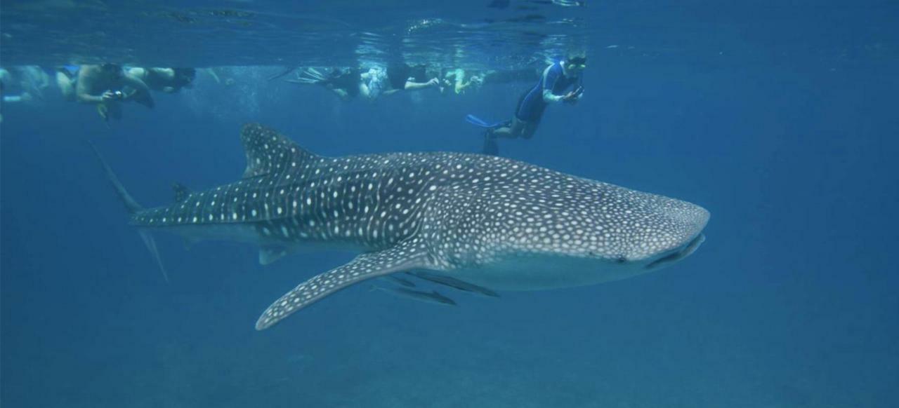 Vakarufalhi Maldives Dhangethi Buitenkant foto